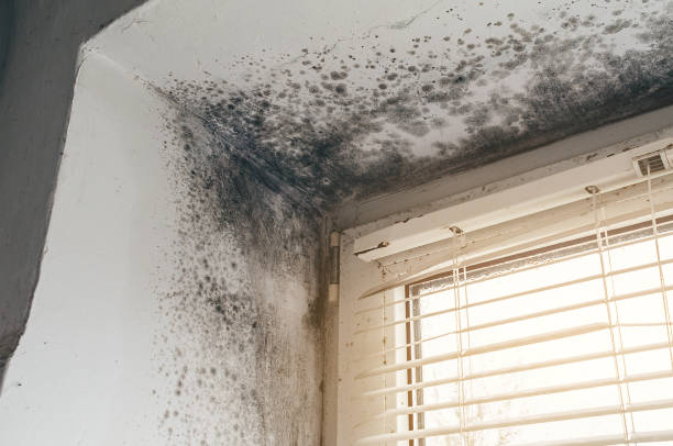 Affordable Mold Remediation solutions in Pflugerville, TX
