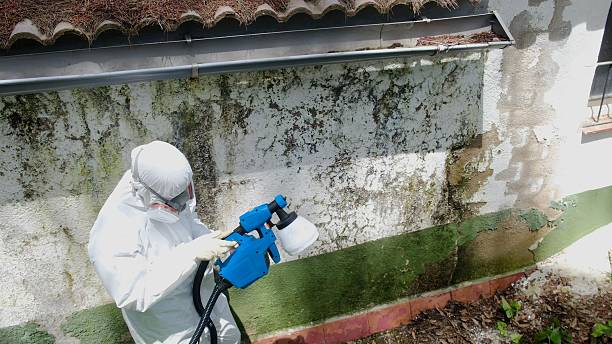 Top rated local Mold Remediation specialists in Pflugerville, TX
